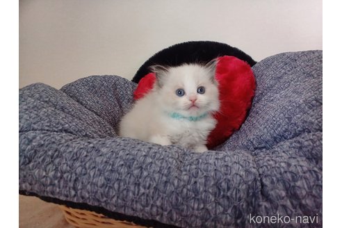 販売中の東京都のラグドール-114211の5枚目