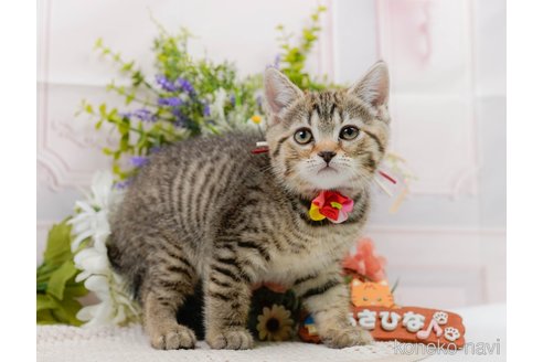 販売中の神奈川県のマンチカン-114240の14枚目