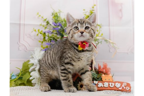 販売中の神奈川県のマンチカン-114240の8枚目