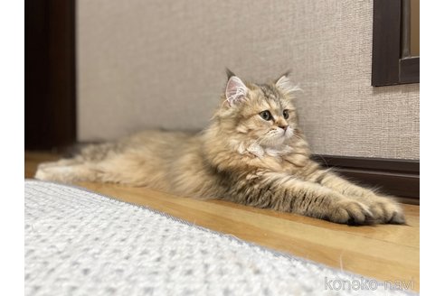 成約済の愛知県のミヌエット-101926の5枚目