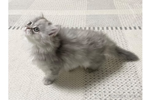 成約済の愛知県のミヌエット-110450の6枚目