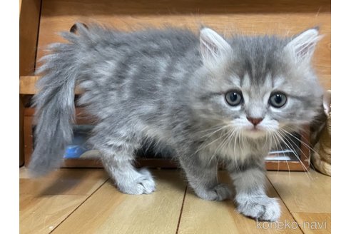 成約済の愛知県のミヌエット-111670の5枚目