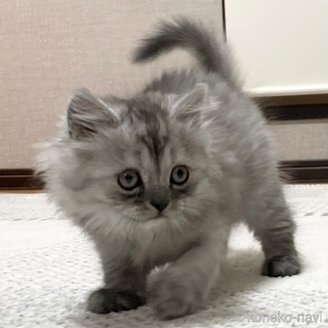販売中の愛知県のミヌエット-111672の1枚目