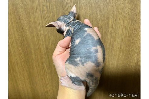 成約済の神奈川県のスフィンクス-114261の2枚目