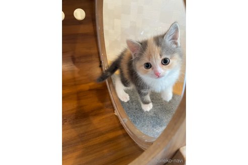 販売中の鳥取県のマンチカン-114262の2枚目