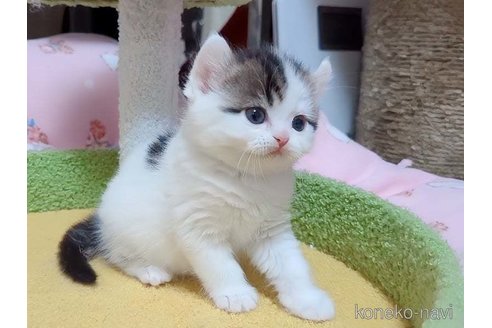 販売中の愛媛県のミヌエット-114263の2枚目