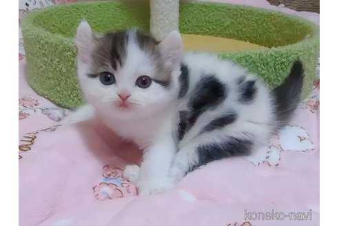 販売中の愛媛県のミヌエット-114263の3枚目