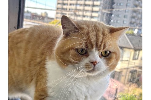 販売中の千葉県のスコティッシュストレート-77271の4枚目
