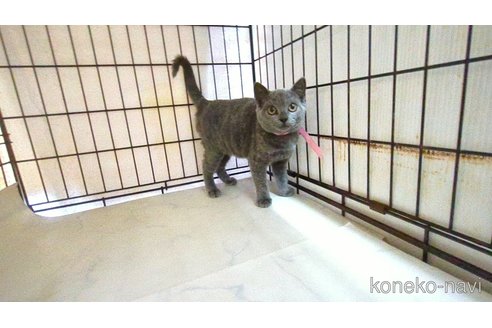 販売中の茨城県のブリティッシュショートヘア-114311の5枚目