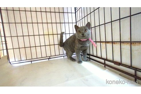 販売中の茨城県のブリティッシュショートヘア-114311の4枚目