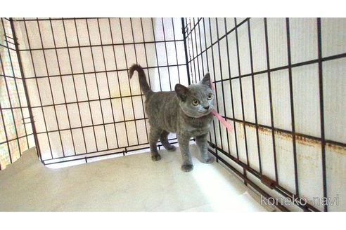販売中の茨城県のブリティッシュショートヘア-114311の3枚目