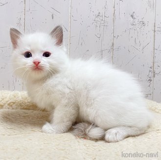 販売中の千葉県のラグドール-114316の9枚目