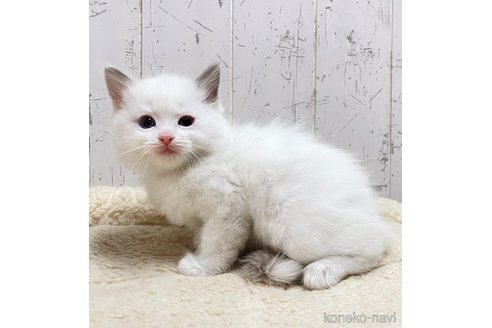 販売中の千葉県のラグドール-114316の8枚目