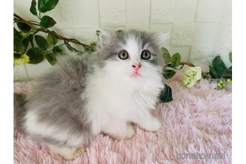 販売中の埼玉県のスコティッシュフォールド-114317の4枚目