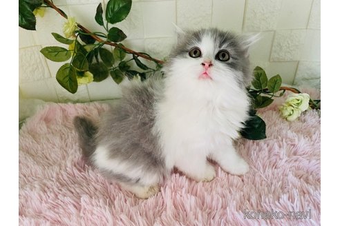 販売中の埼玉県のスコティッシュフォールド-114317の3枚目