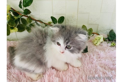 販売中の埼玉県のスコティッシュフォールド-114317の2枚目