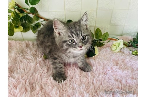 成約済の埼玉県のスコティッシュフォールド-114319の3枚目