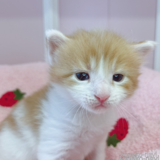 販売中の広島県のメインクーン-114325の4枚目