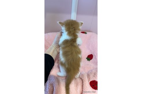 販売中の広島県のメインクーン-114325の3枚目