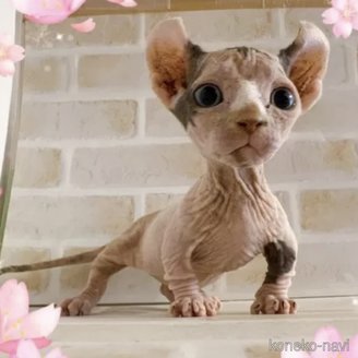 成約済の東京都のドウェルフ-114329の6枚目