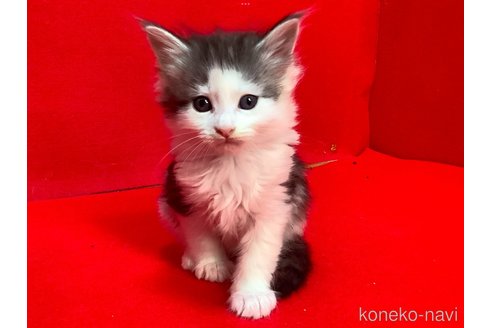 販売中の群馬県のメインクーン-114335の2枚目