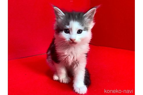 販売中の群馬県のメインクーン-114335の3枚目