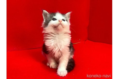 販売中の群馬県のメインクーン-114335の5枚目