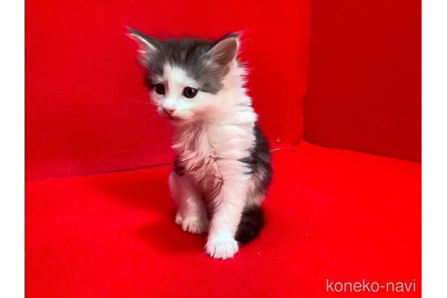 販売中の群馬県のメインクーン-114335の4枚目