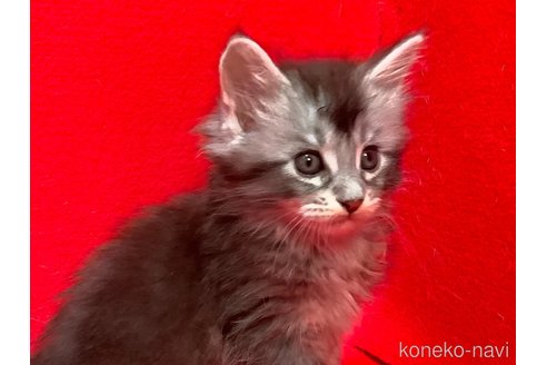 販売中の群馬県のメインクーン-114336の4枚目