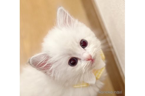 成約済の福島県のラグドール-112627の2枚目