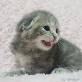 成約済の群馬県のスコティッシュフォールド(折れ耳)-114337の12枚目