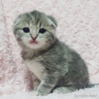 成約済の群馬県のスコティッシュフォールド(折れ耳)-114337の11枚目