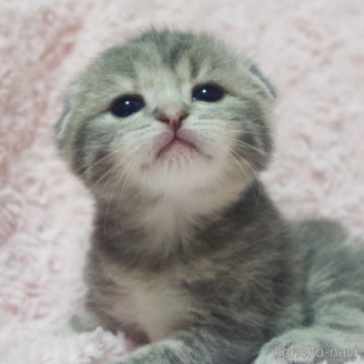 成約済の群馬県のスコティッシュフォールド(折れ耳)-114337の9枚目