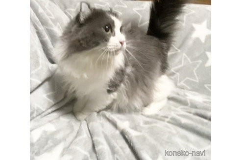 成約済の埼玉県のアメリカンカール-114338の3枚目