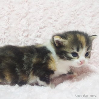 成約済の群馬県のスコティッシュフォールド-114340の3枚目