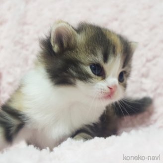成約済の群馬県のスコティッシュフォールド-114340の4枚目