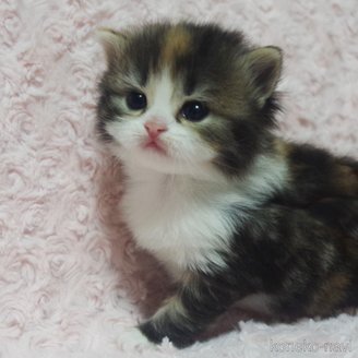 成約済の群馬県のスコティッシュフォールド-114340の2枚目