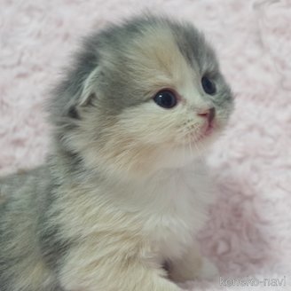販売中の群馬県のスコティッシュフォールド(折れ耳)-114341の3枚目