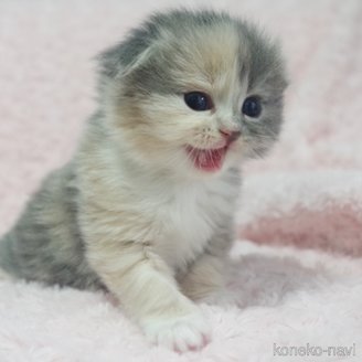 販売中の群馬県のスコティッシュフォールド(折れ耳)-114341の7枚目