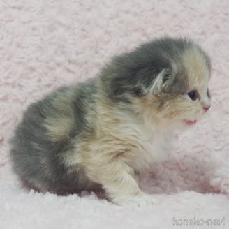 販売中の群馬県のスコティッシュフォールド(折れ耳)-114341の8枚目