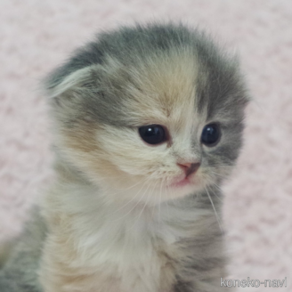 販売中の群馬県のスコティッシュフォールド(折れ耳)-114341の1枚目