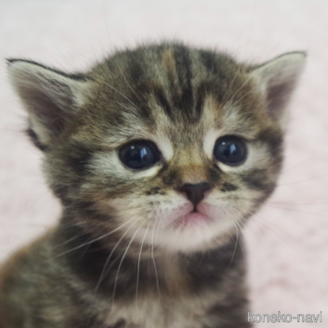 販売中の群馬県のスコティッシュフォールド-114343