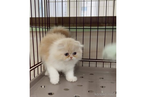 販売中の千葉県のスコティッシュフォールド(折れ耳)-111786の3枚目