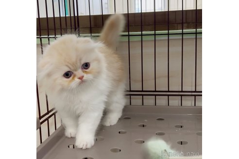販売中の千葉県のスコティッシュフォールド(折れ耳)-111786の4枚目