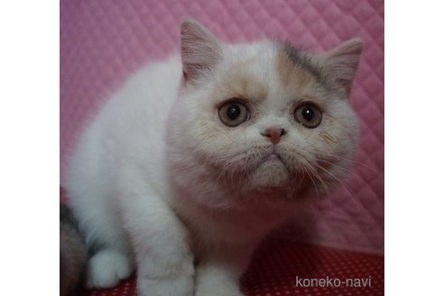 成約済の静岡県のエキゾチックショートヘア-109552の4枚目