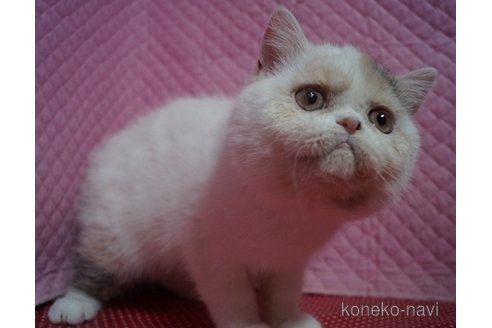 成約済の静岡県のエキゾチックショートヘア-109552の3枚目