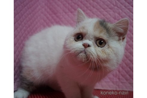 成約済の静岡県のエキゾチックショートヘア-109552の2枚目