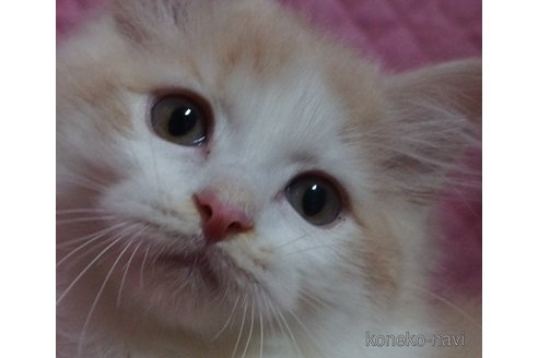 販売中の静岡県のミックス-111020の1枚目