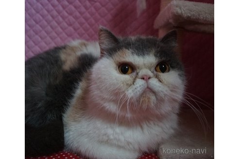 成約済の静岡県のエキゾチックショートヘア-114345の2枚目
