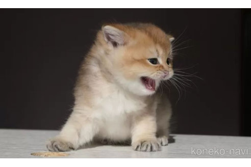 シェリーちゃん1枚目
